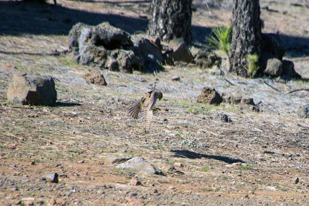 Turmfalke im Gebirge in Gran Canaria (II)