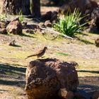 Turmfalke im Gebirge in Gran Canaria (III)