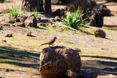 Turmfalke im Gebirge in Gran Canaria (III)