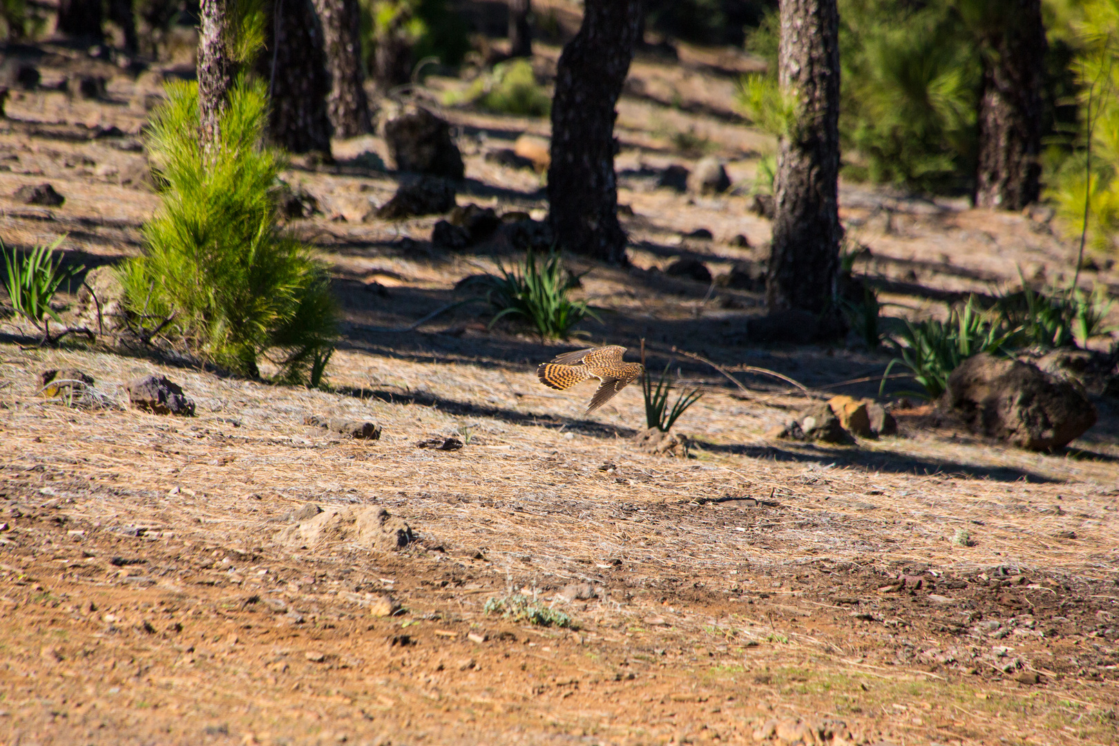 Turmfalke im Gebirge in Gran Canaria (IV)