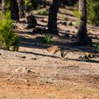 Turmfalke im Gebirge in Gran Canaria (IV)