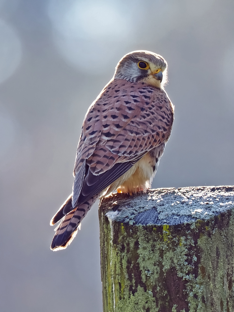 Turmfalke im Gegenlicht