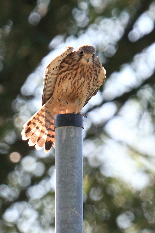 Turmfalke im Gegenlicht