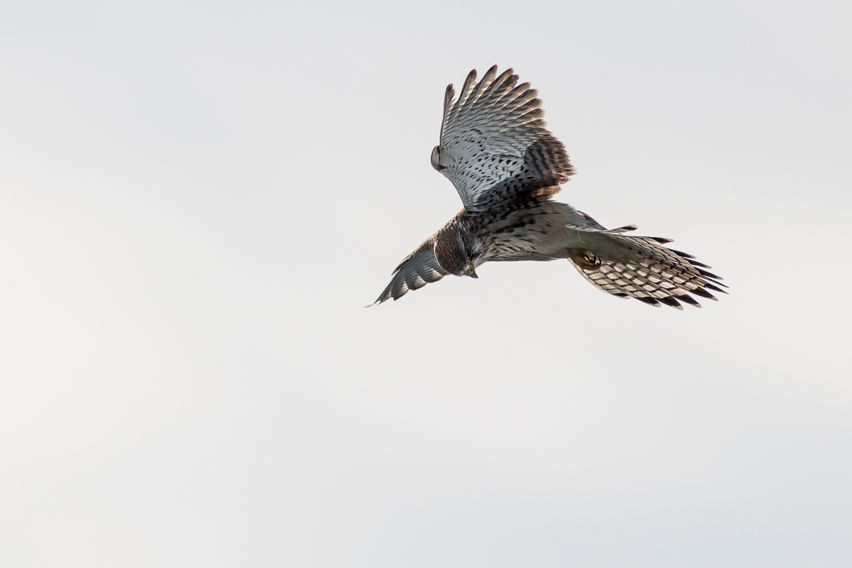 Turmfalke im Gegenlicht