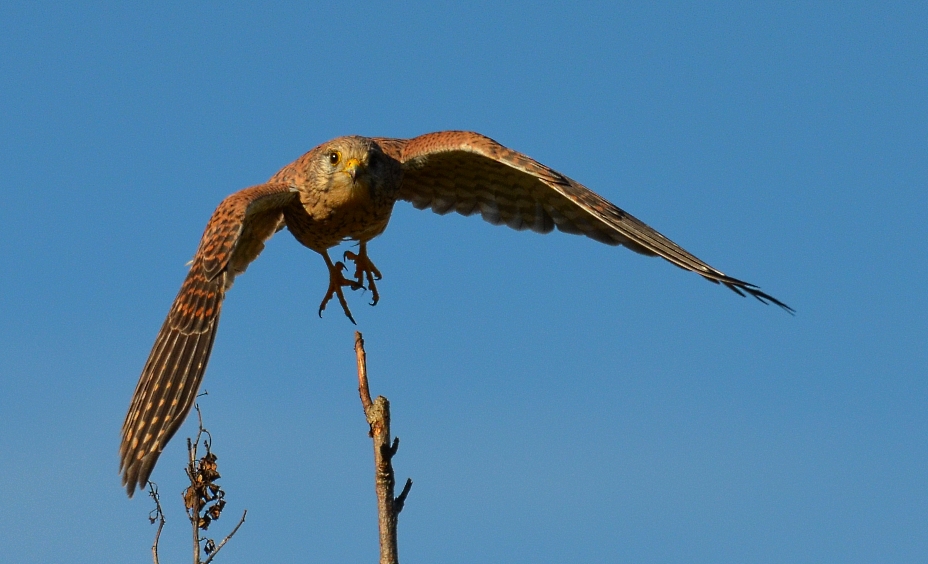 Turmfalke im Herbst