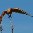 Turmfalke im Herbst