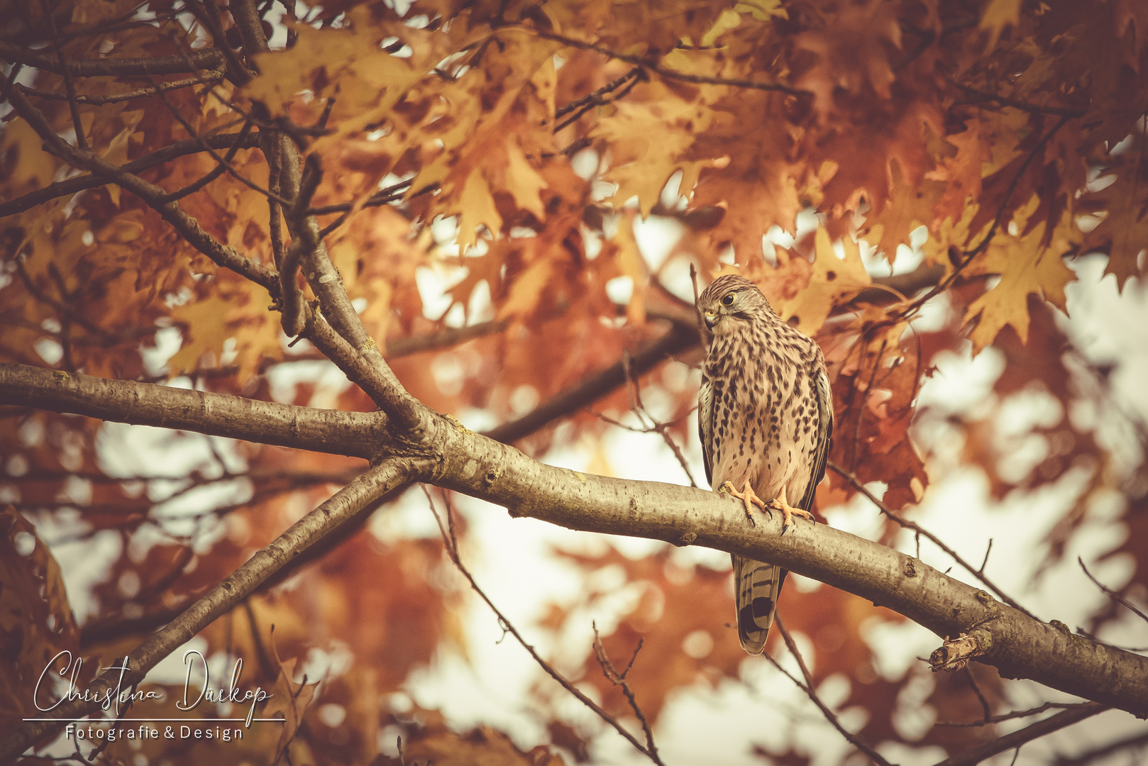 Turmfalke im Herbstlaub