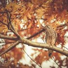 Turmfalke im Herbstlaub