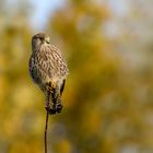 Turmfalke im Herbstlicht