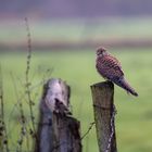 Turmfalke im Hiller Moor