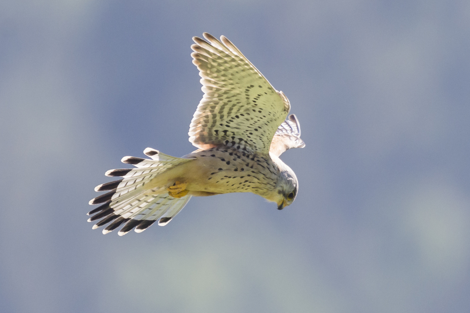 Turmfalke im Jagdfieber 1