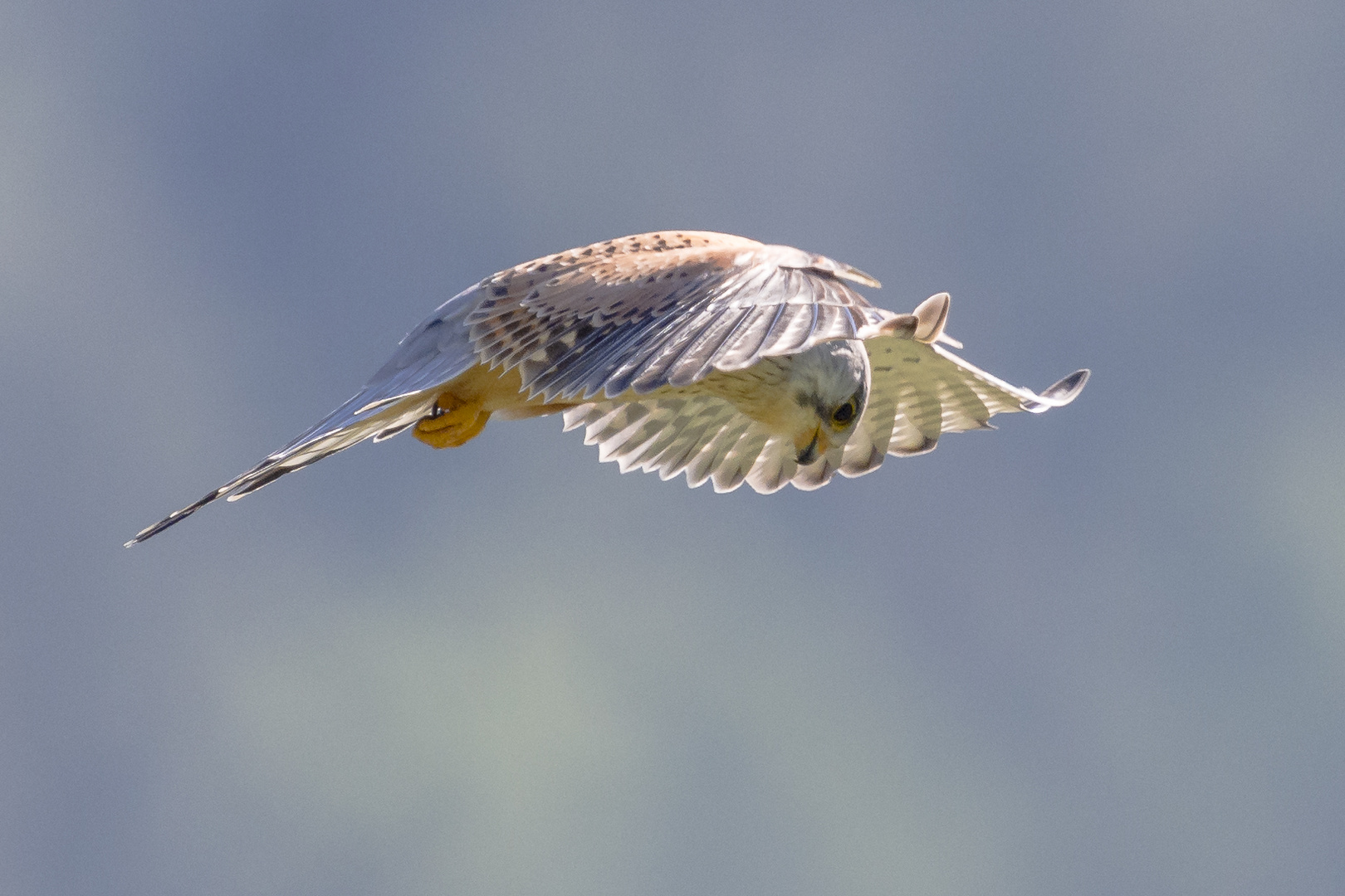 Turmfalke im Jagdfieber 2