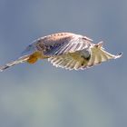 Turmfalke im Jagdfieber 2