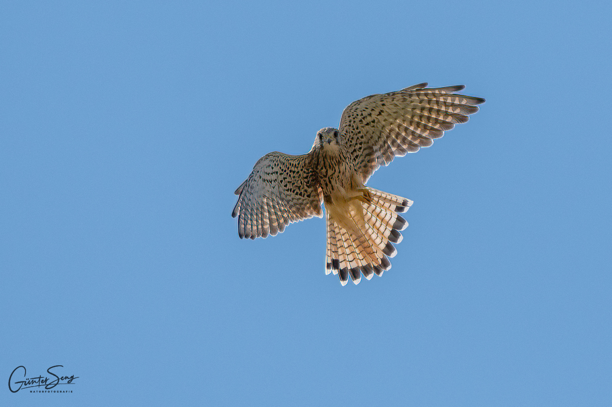 Turmfalke im Jagdmodus