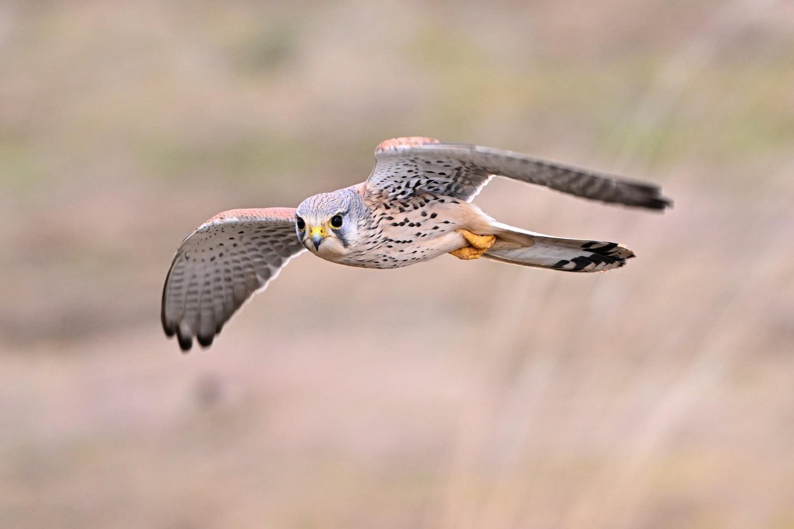 Turmfalke im Jagdmodus