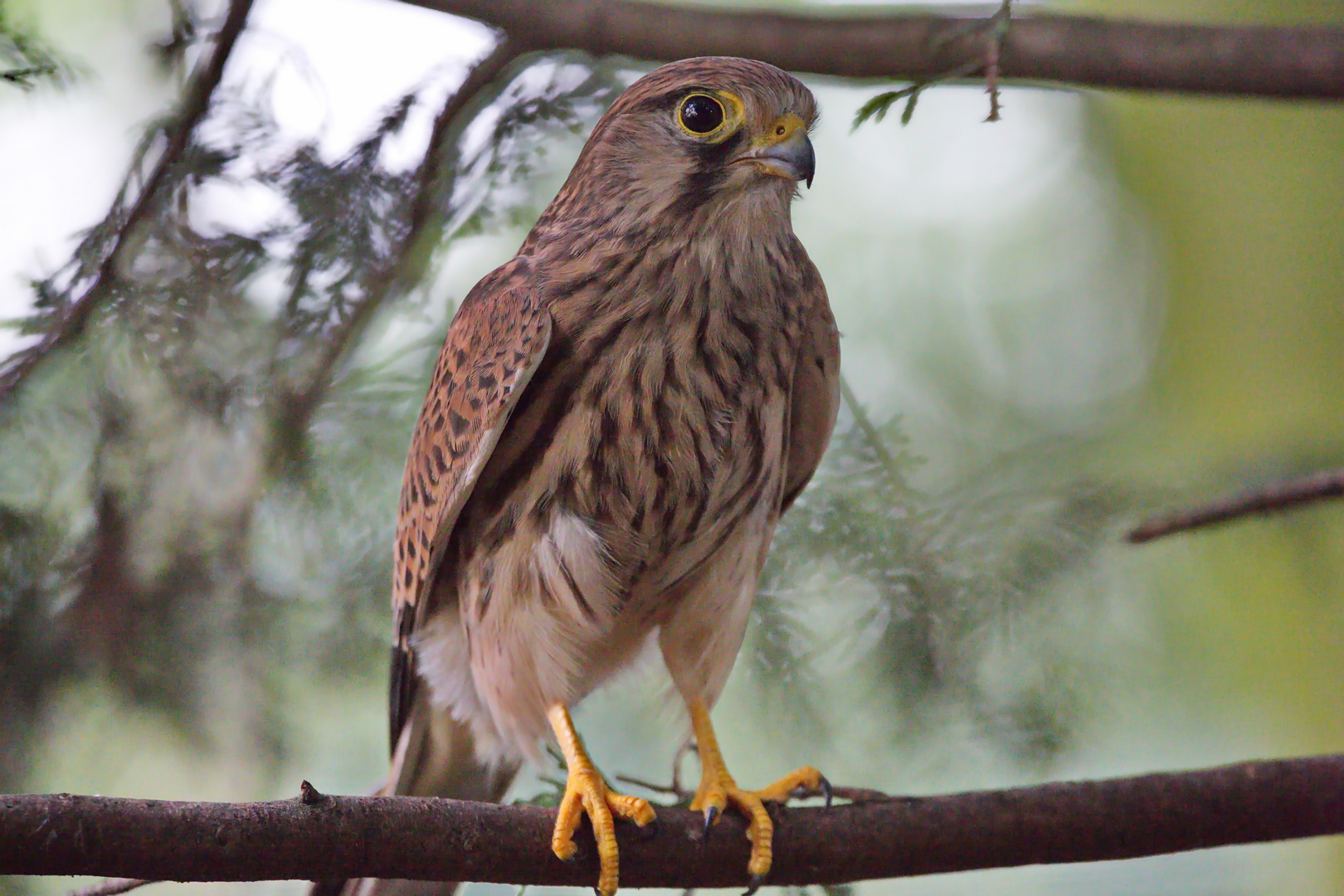  Turmfalke im Kölner ZOO 