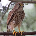  Turmfalke im Kölner ZOO 