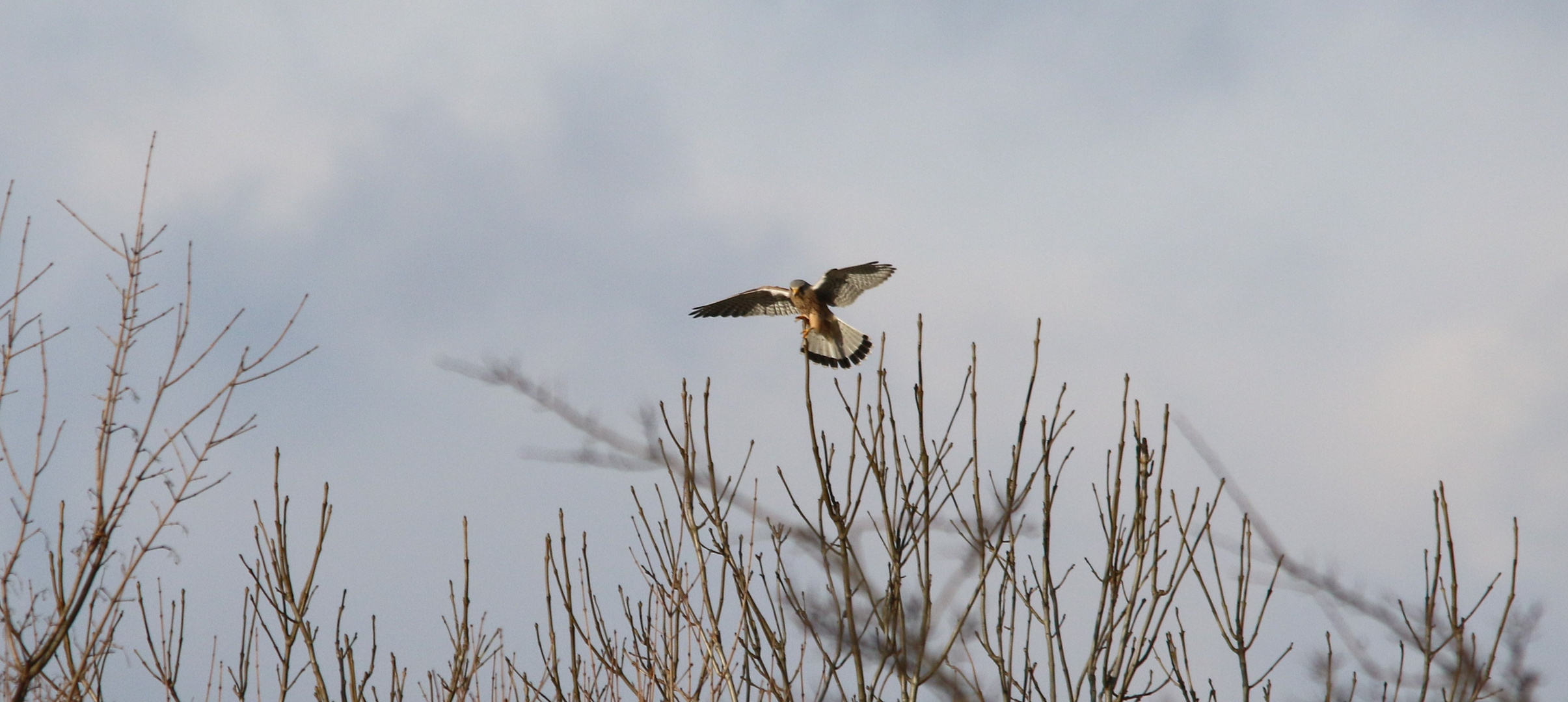 Turmfalke im Landeanflug