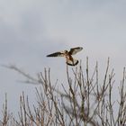 Turmfalke im Landeanflug