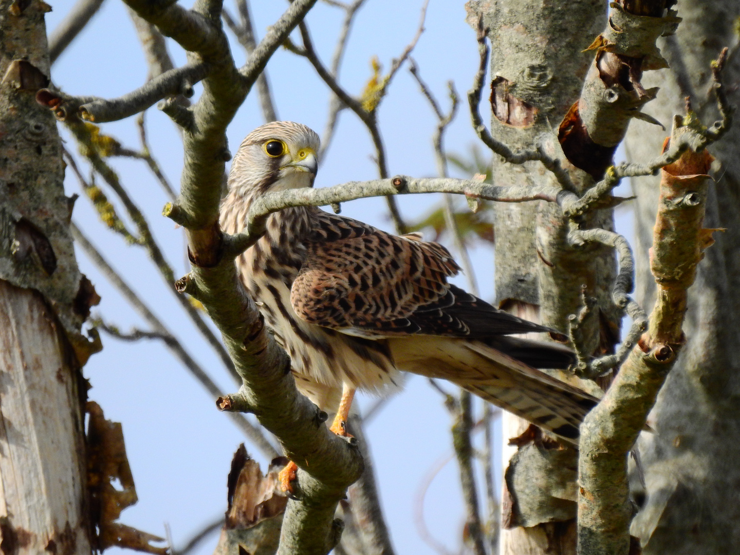 Turmfalke im Moor