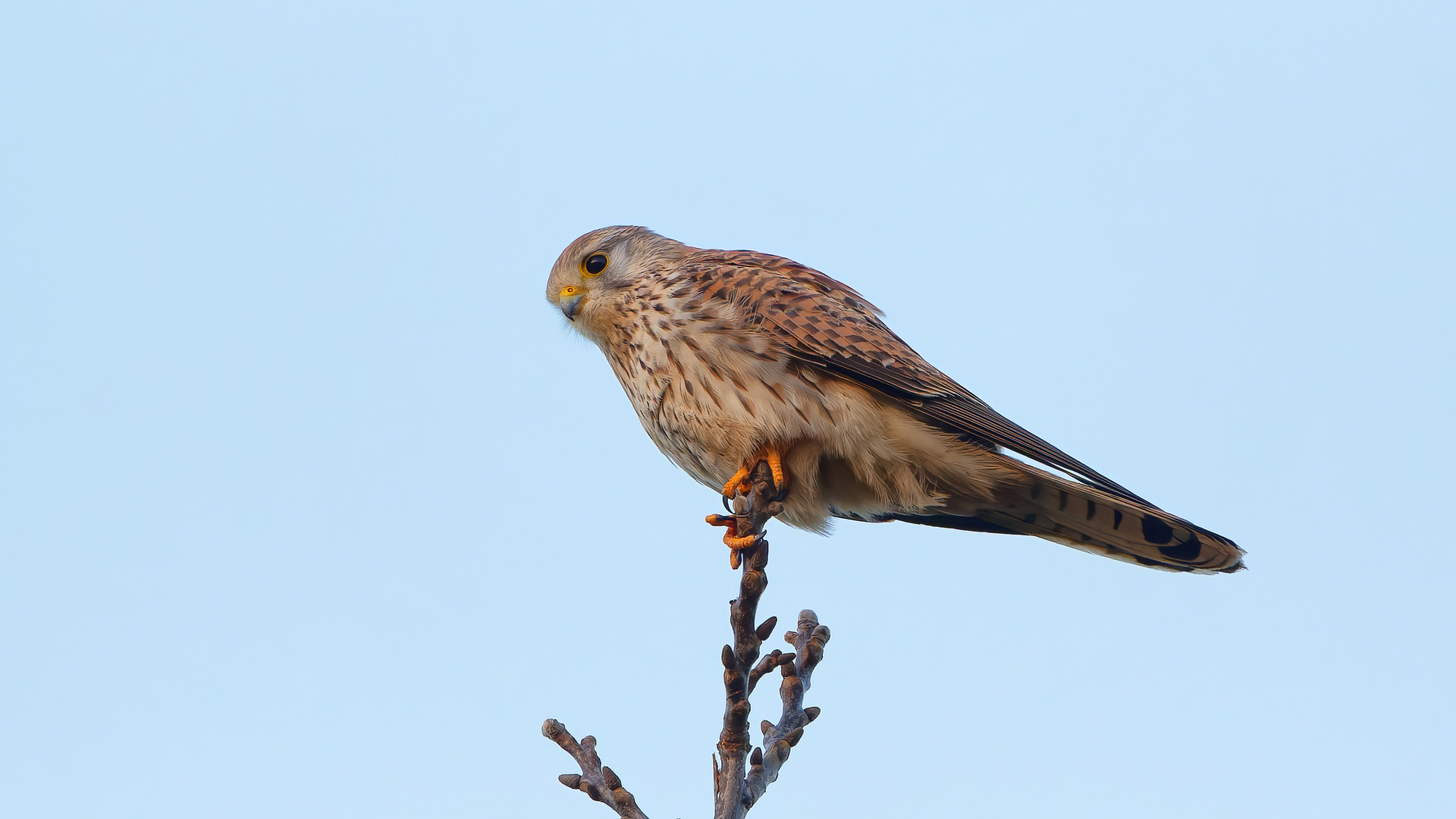 Turmfalke im Morgenlicht