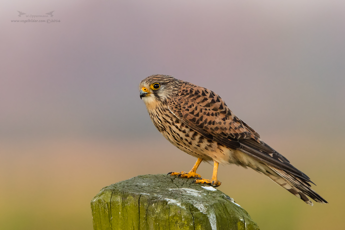 Turmfalke im Morgenlicht 