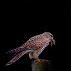 Turmfalke im Naturschutzgebiet Rieselfelder