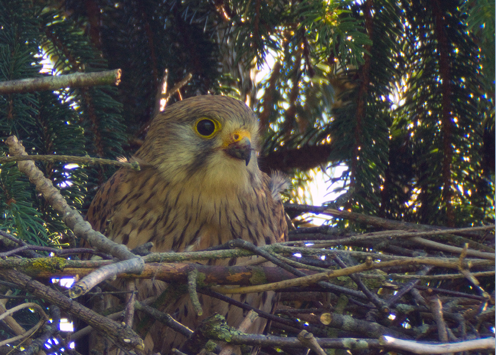 Turmfalke im Nest