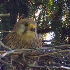 Turmfalke im Nest