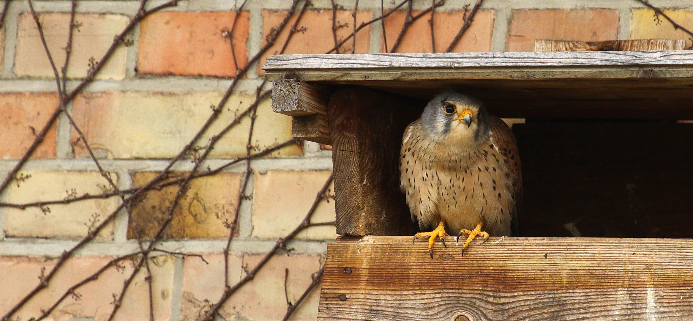 Turmfalke im Nistkasten