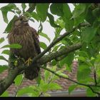 Turmfalke im Park...