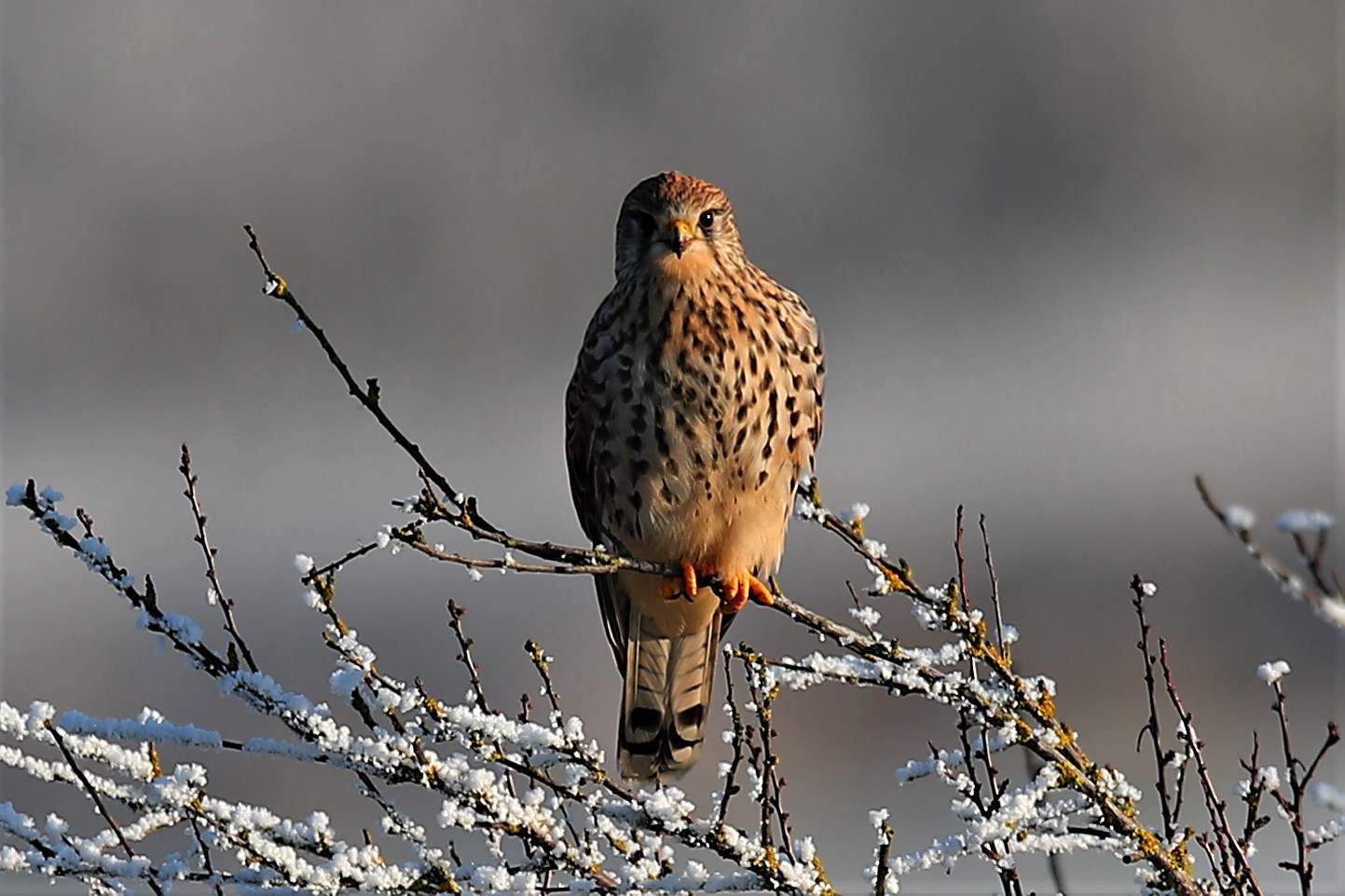 Turmfalke im Polder