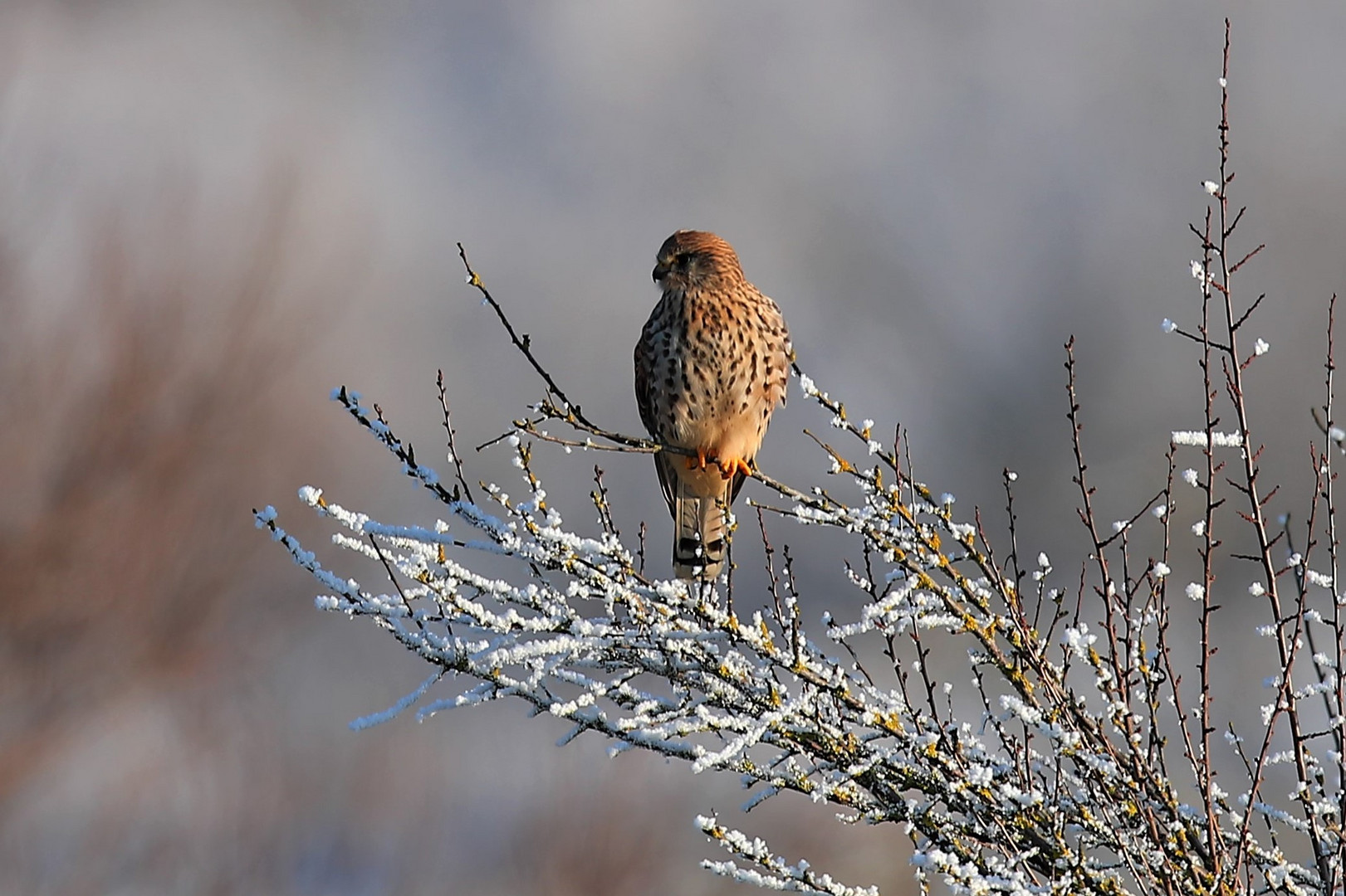 Turmfalke im Polder