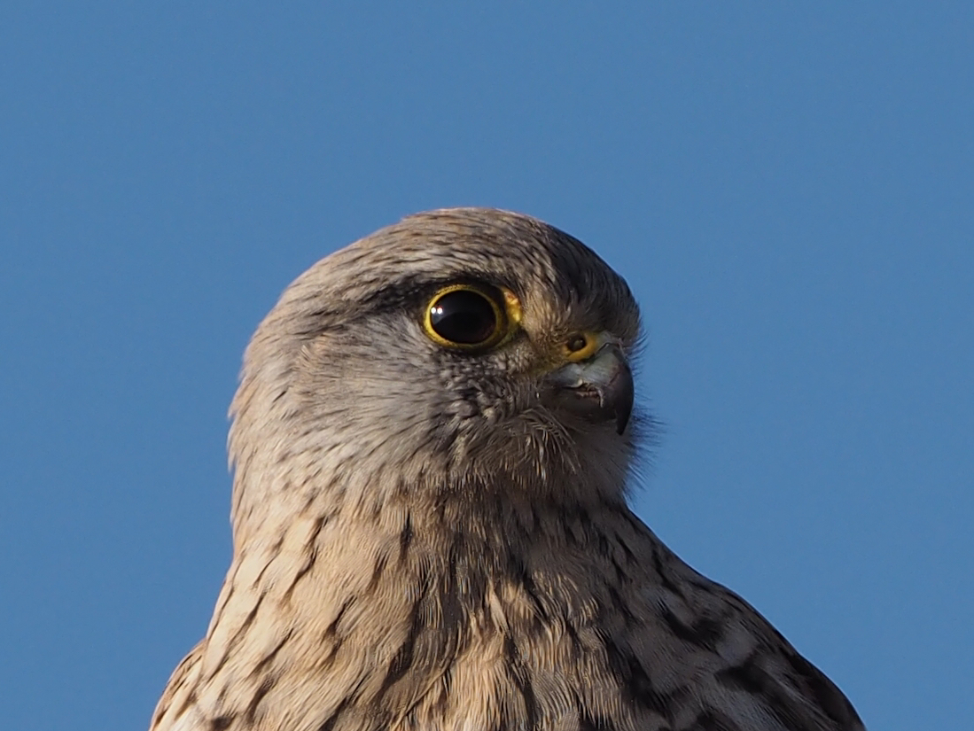 Turmfalke im Portrait