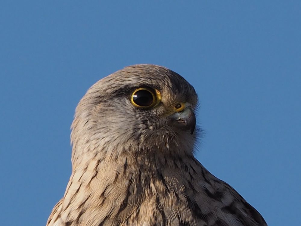 Turmfalke im Portrait