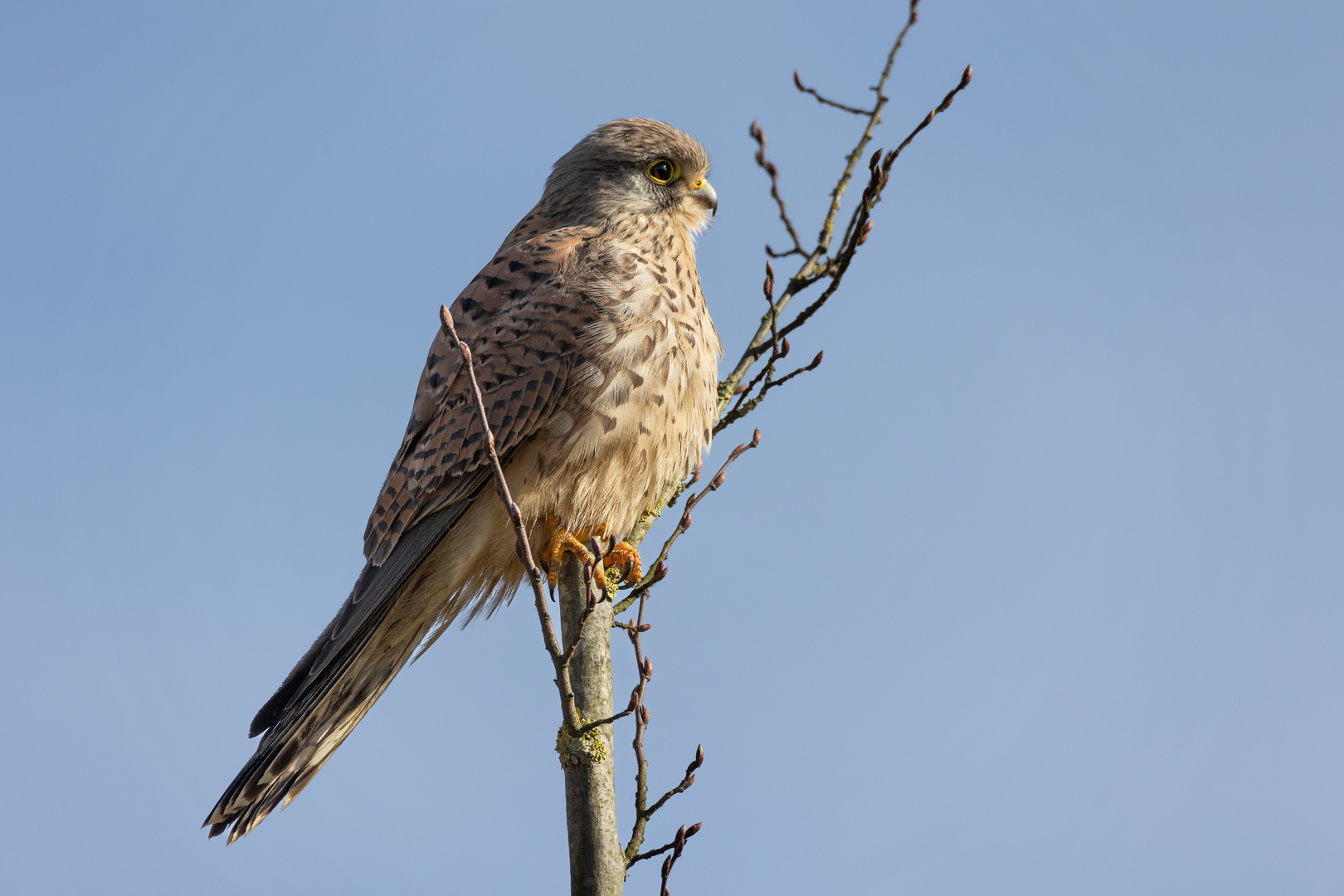 Turmfalke im Profil