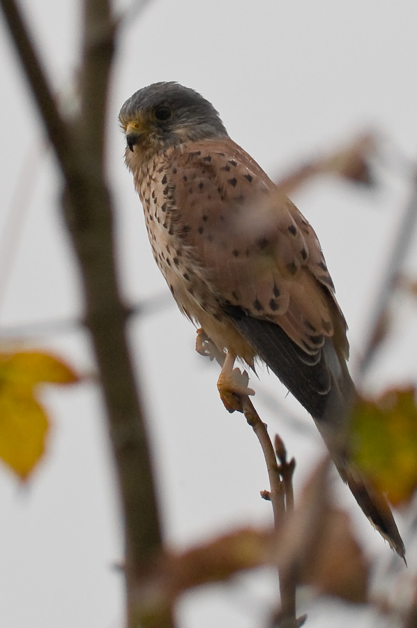 Turmfalke im Regen