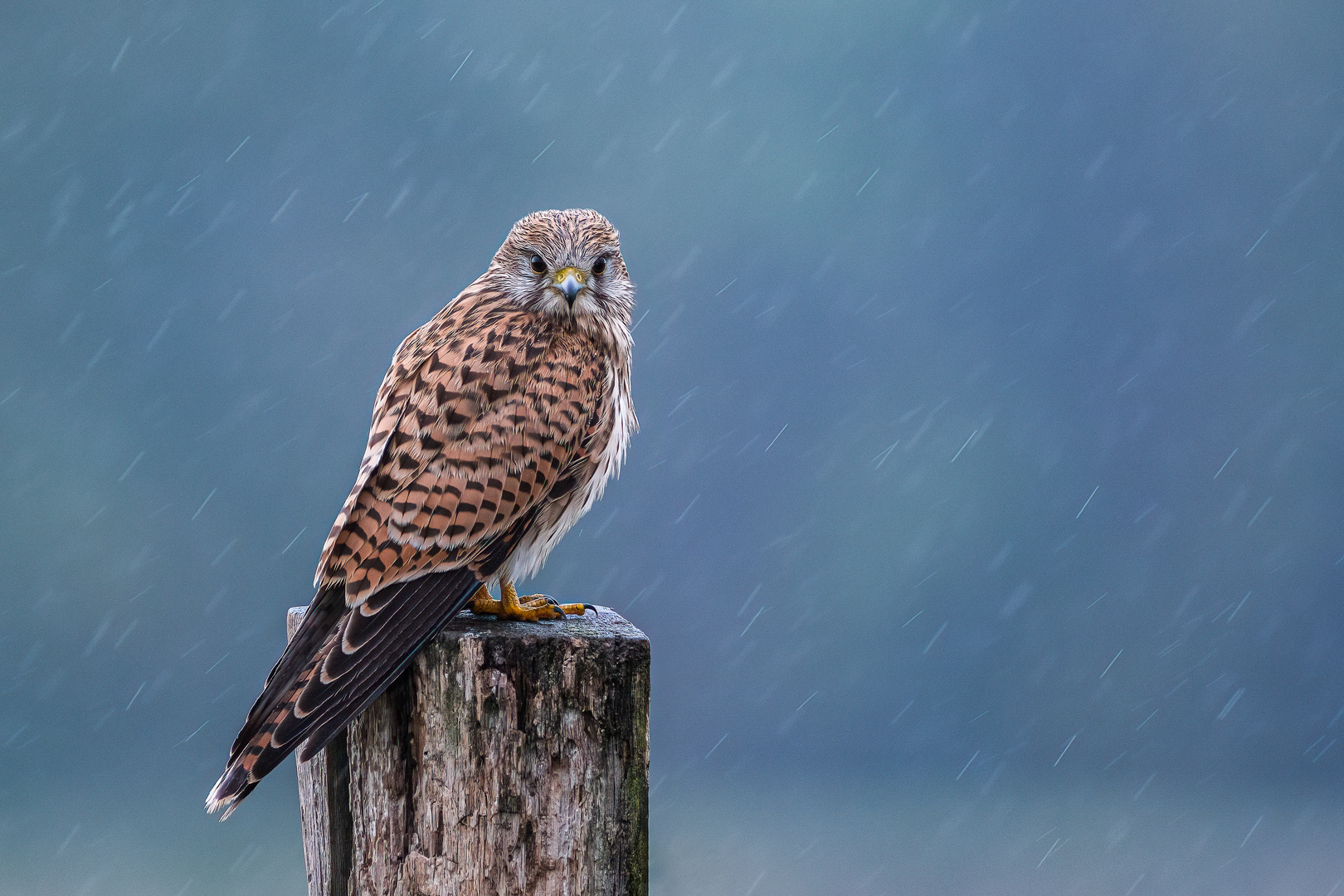 Turmfalke im Regen