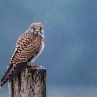 Turmfalke im Regen