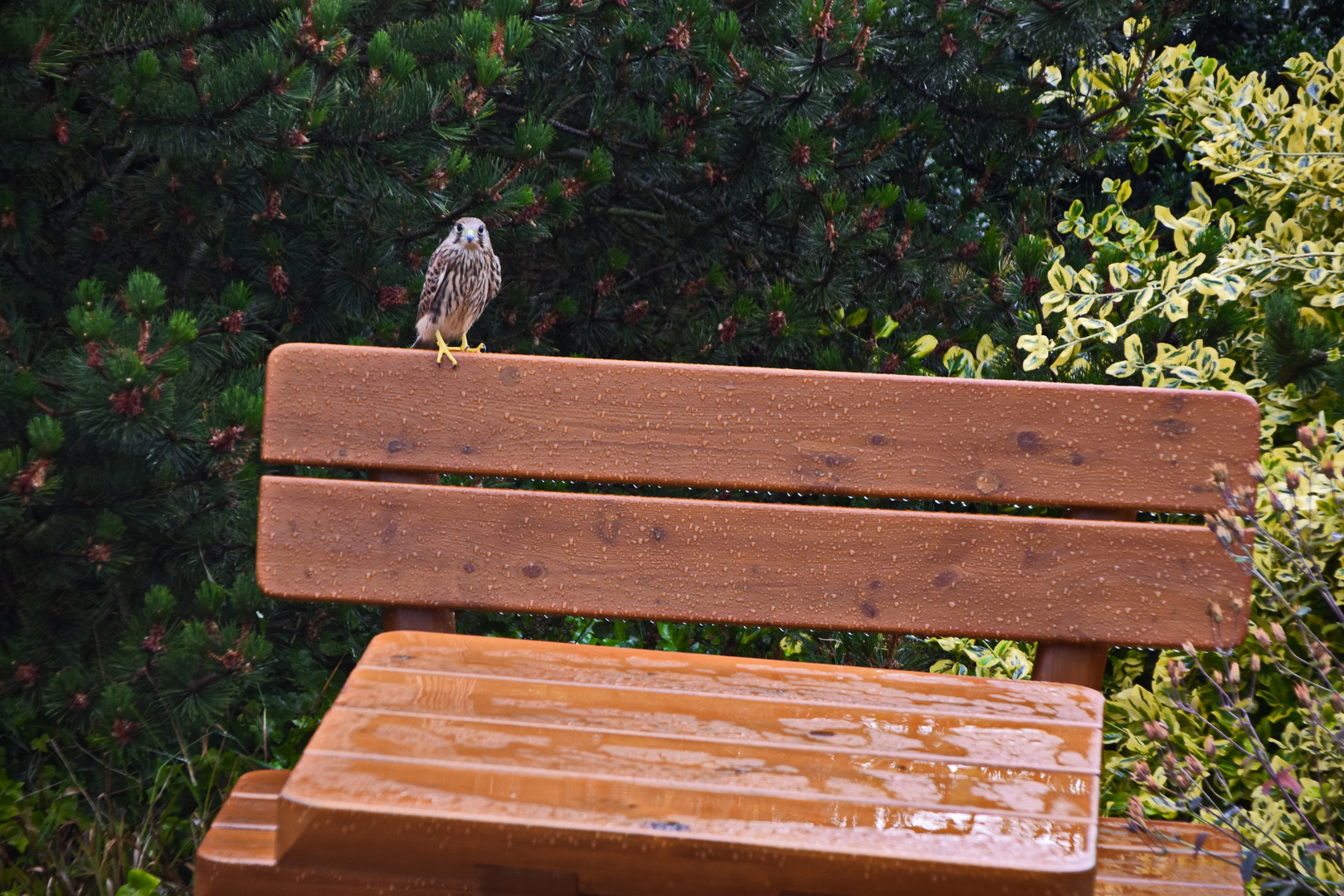 Turmfalke im Regen