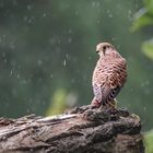 Turmfalke im Regen