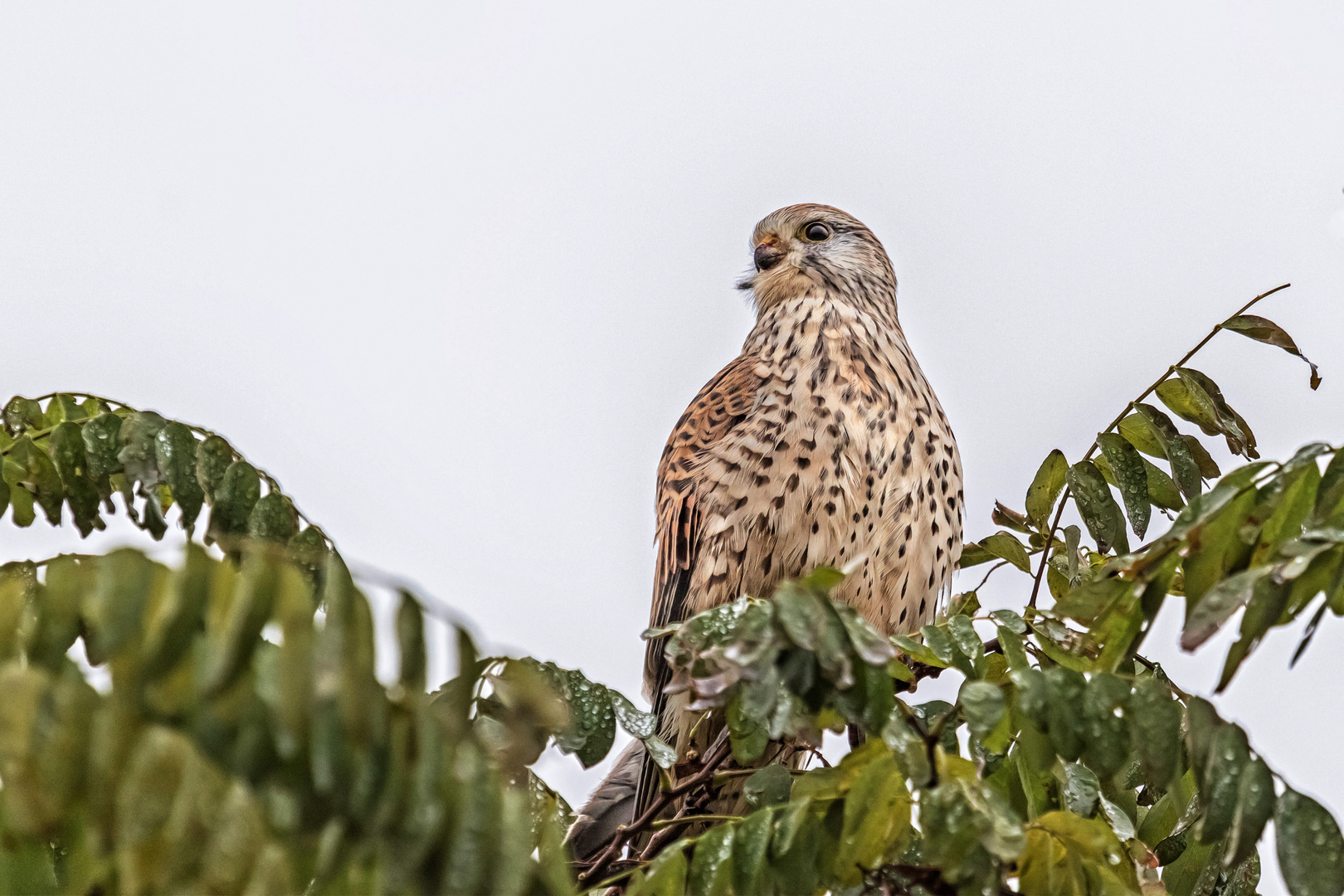 Turmfalke im Regen