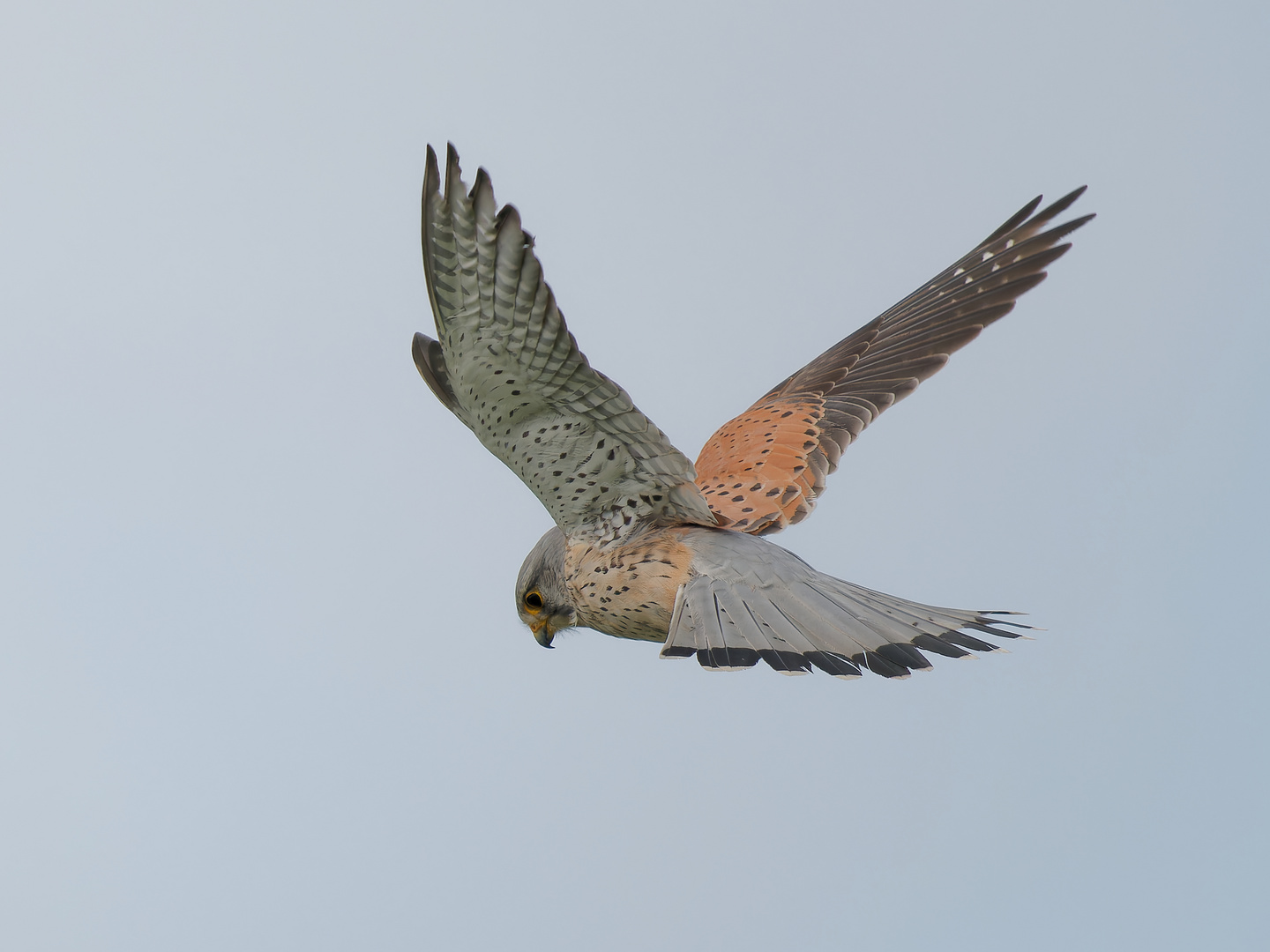 Turmfalke im Rüttelflug