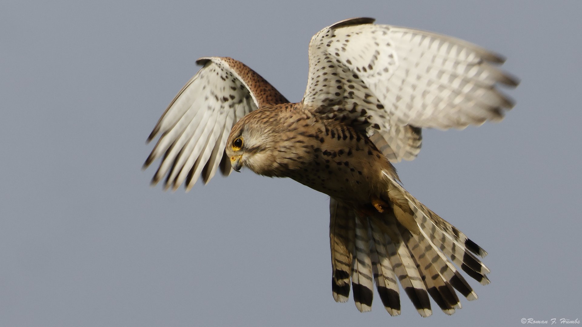 Turmfalke im Rüttelflug