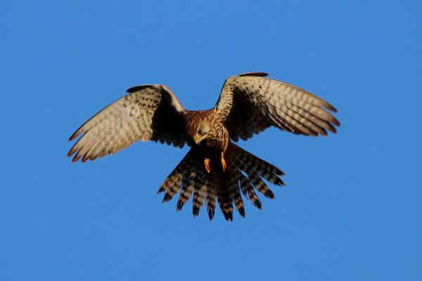 Turmfalke im Rüttelflug