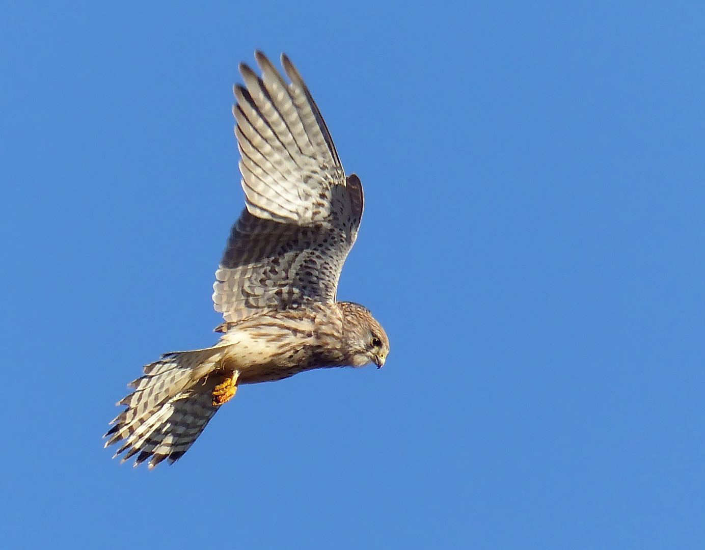   Turmfalke im Rüttelflug 1