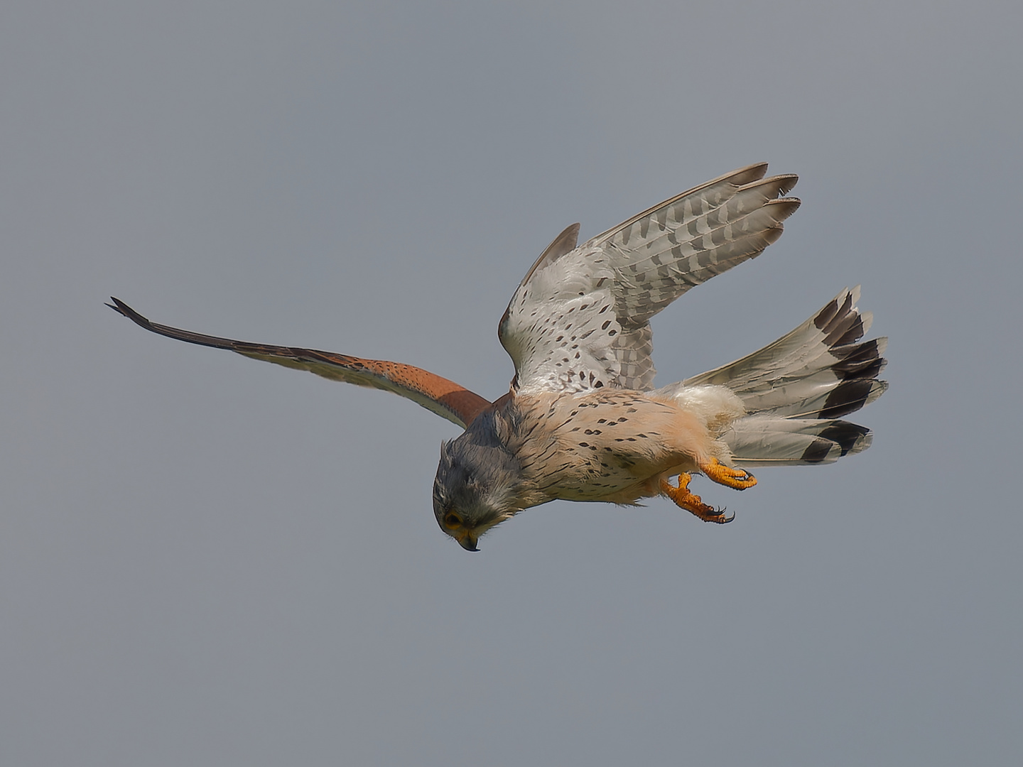 Turmfalke im Rüttelflug