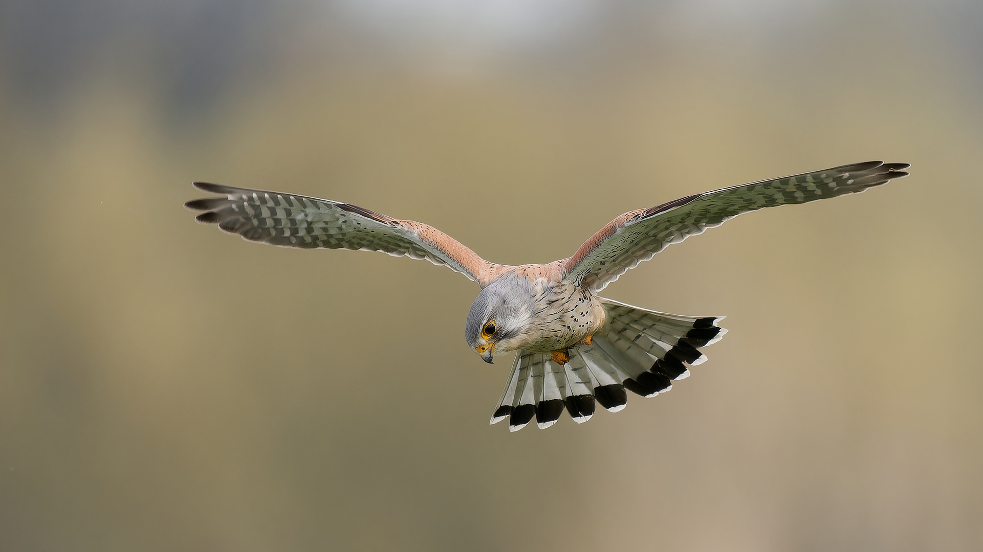 Turmfalke im Rüttelflug