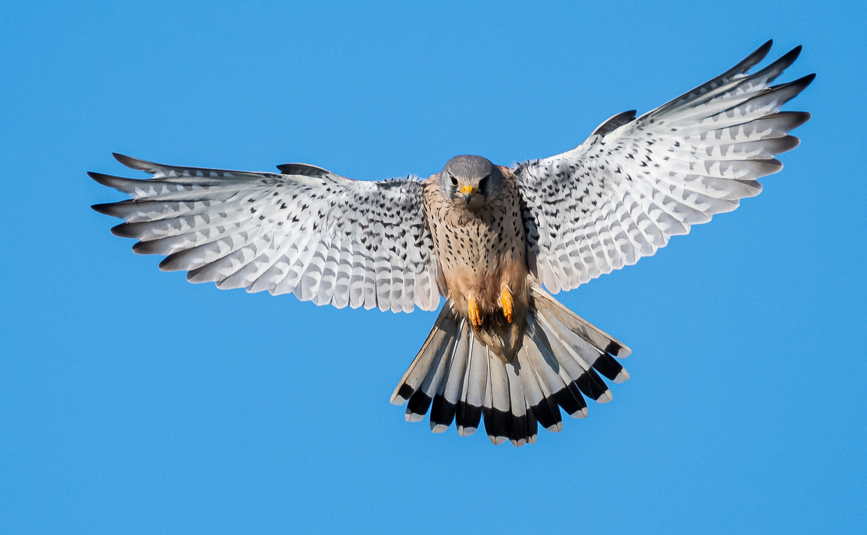 Turmfalke im Rüttelflug ...