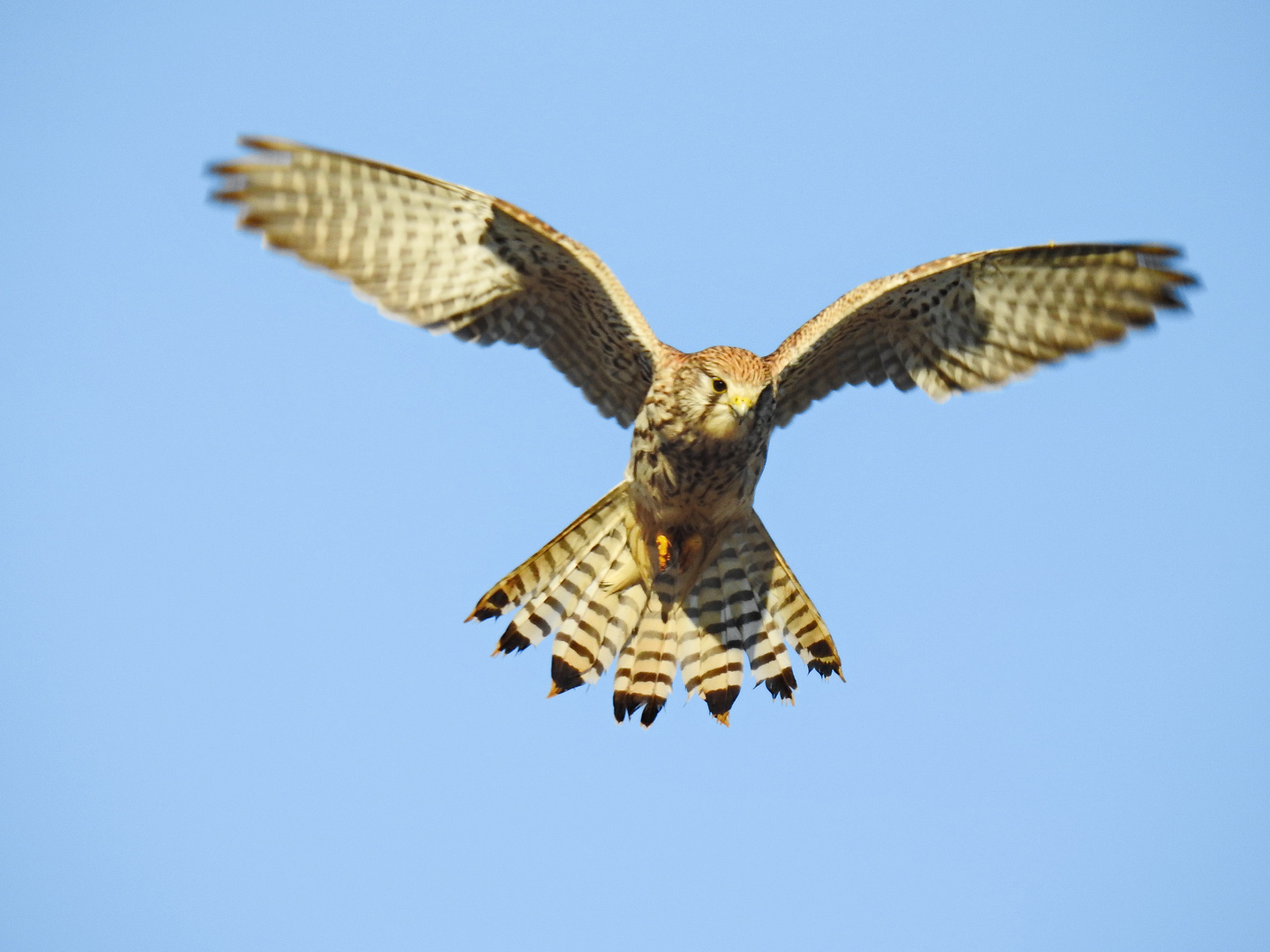   Turmfalke im Rüttelflug 2